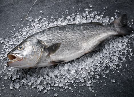 Corvina